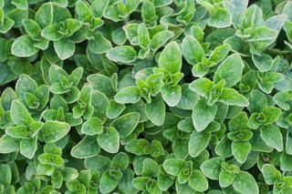 Oregano EKO 1 pęczek