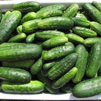 Ogórki gruntowe 0,5kg EKO