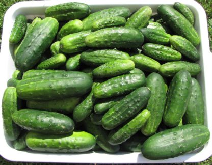 Ogórki gruntowe 0,5kg EKO