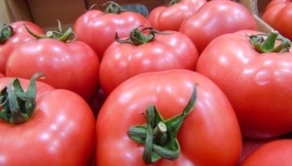 Pomidor malinowy EKO 1kg