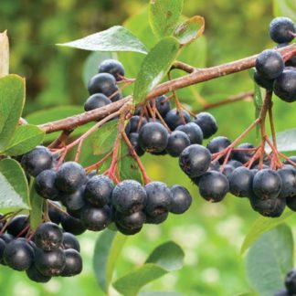 Aronia EKO 0,5kg