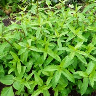 Mięta cytrynowa EKO 1 pęczek