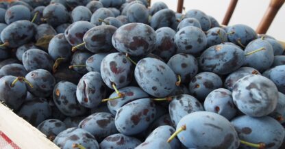 Śliwka węgierka EKO 1 kg (Kopia)
